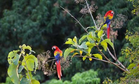 Scarlet Macaw in Costa Rica