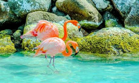 pink flamingos in Aruba