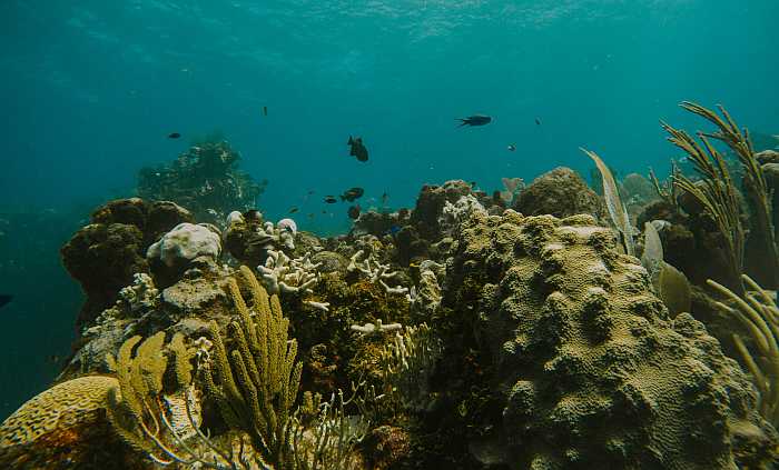 Kosher vacation in the Cayman Islands - coral reef. 