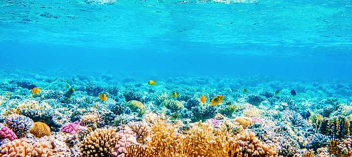 underwater adventures in Mexico.