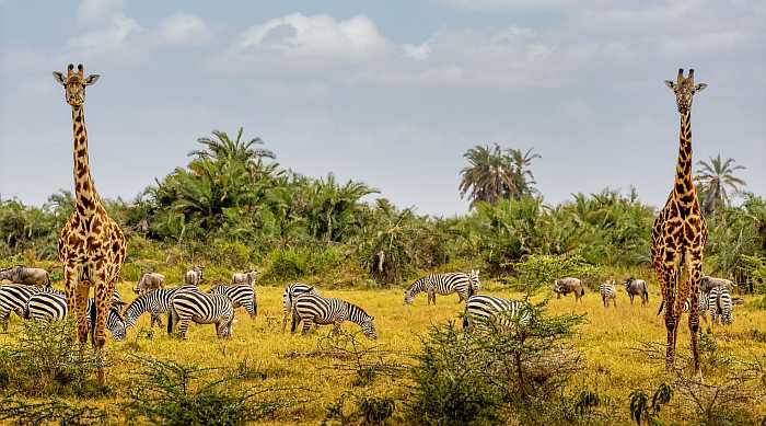 Kosher safari in South Africa.