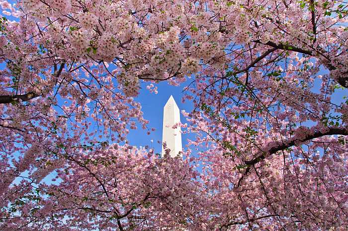 Cherry blossom festival on the national mall in Washington DC.